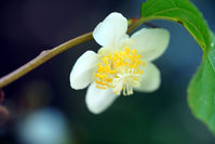 マタタビの花が綺麗だったので 21年07月12日 通信制高校のルネサンス高等学校